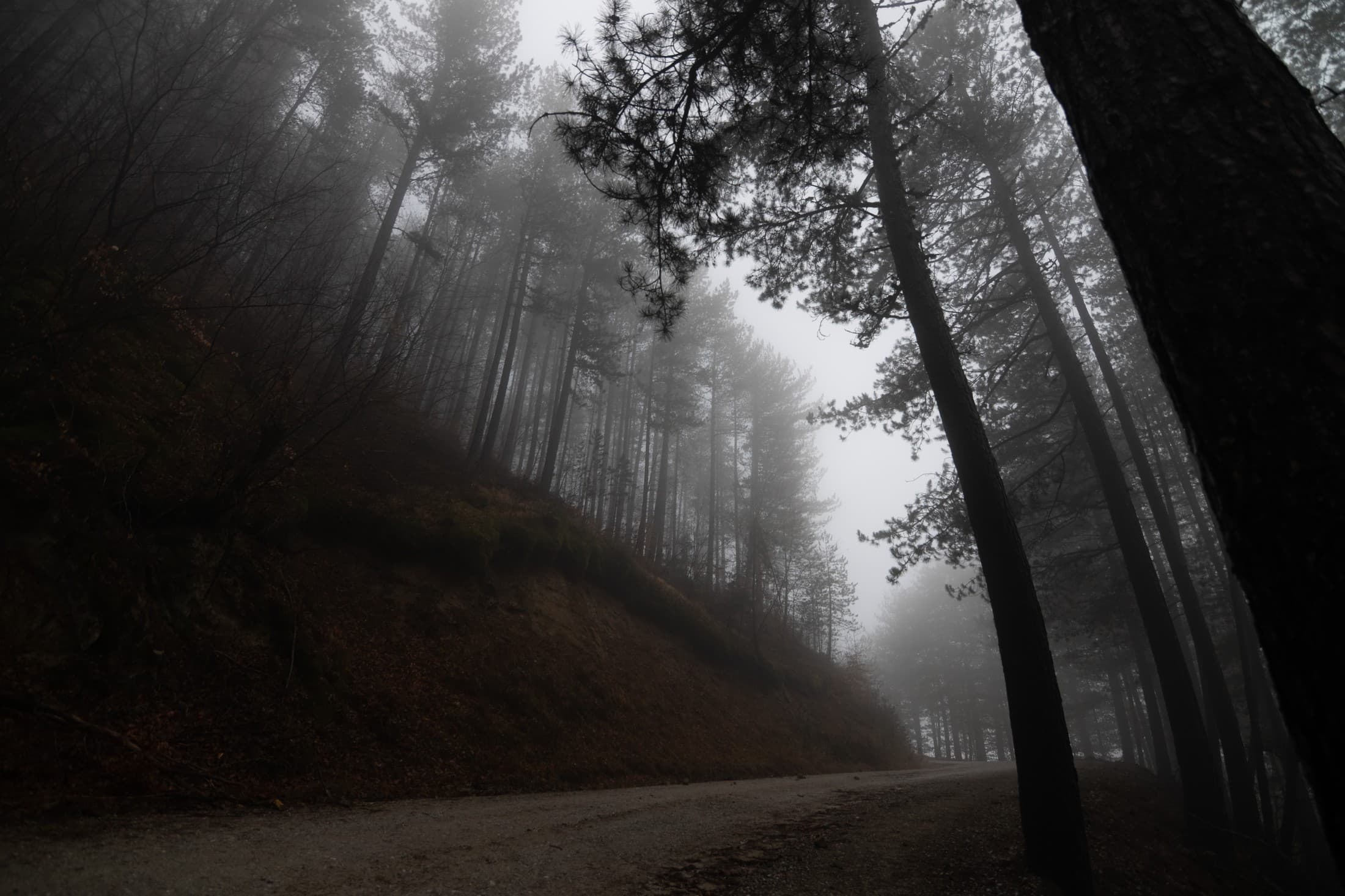 Der Urwald von Frakto